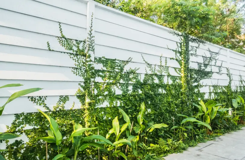 A clean white horizontal slat wall provides a modern backdrop for climbing ivy and lush tropical plants, showcasing a high-quality example of fence installation.