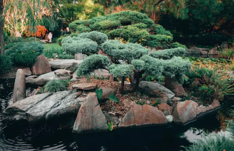 A beautifully manicured bonsai-style evergreen is artfully arranged among large natural stones by a serene garden pond, providing inspiration for unique landscaping ideas.